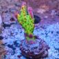 Preview: Acropora EC Red Devils